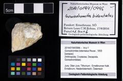 Foto (Objekt + Etikett) von Goniodromites bidentatus (Reuss, 1859)  (NHMW-GEO-2014-0194-0996)